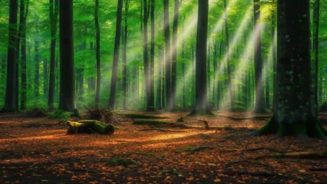 JSON PROMPTS | portraymedia